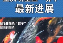 最新偷鱼爆料新闻报道图片,现场图片曝光，警方介入调查！”